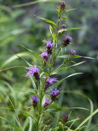 Attēlu rezultāti vaicājumam “Weissia squarrosa”