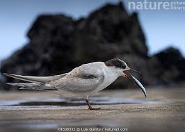 Attēlu rezultāti vaicājumam “Sterna hirundo”