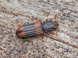 Attēlu rezultāti vaicājumam “Bitoma crenata”