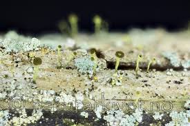 Attēlu rezultāti vaicājumam “Chaenotheca laevigata”