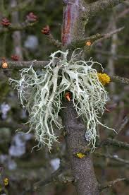 Attēlu rezultāti vaicājumam “Evernia divaricata”