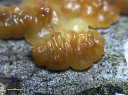 Attēlu rezultāti vaicājumam “Exidia repanda”