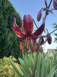 Attēlu rezultāti vaicājumam “Lilium martagon”