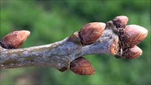 Attēlu rezultāti vaicājumam “Quercus robur bud”