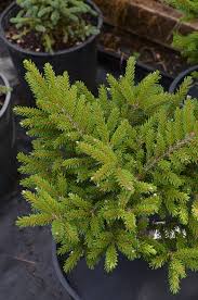 Attēlu rezultāti vaicājumam “Picea orientalis”