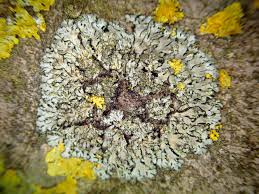 Attēlu rezultāti vaicājumam “Phaeophyscia orbicularis”