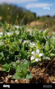 Attēlu rezultāti vaicājumam “Arenaria serpyllifolia flower”