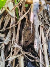 Attēlu rezultāti vaicājumam “Sicista betulina”