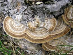 Attēlu rezultāti vaicājumam “Trametes hirsuta”