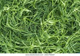 Attēlu rezultāti vaicājumam “Spergularia marina leaf”