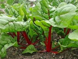 Image result for Beta vulgaris
