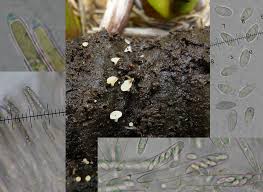 Attēlu rezultāti vaicājumam “Hymenoscyphus imberbis”