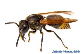 Attēlu rezultāti vaicājumam “Vespidae”