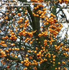 Attēlu rezultāti vaicājumam “Malus x zumi”