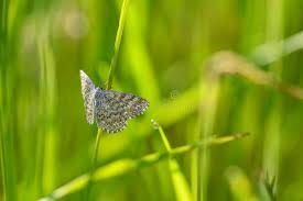 Attēlu rezultāti vaicājumam “Scopula immorata”