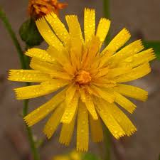 Attēlu rezultāti vaicājumam “Hieracium vulgatum”