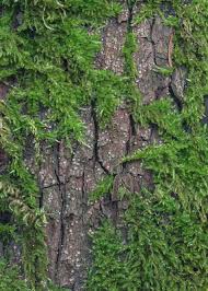 Attēlu rezultāti vaicājumam “Stictis”