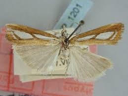 Attēlu rezultāti vaicājumam “Catoptria fulgidella”