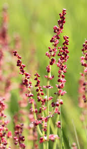 Attēlu rezultāti vaicājumam “Rumex acetosa flower”