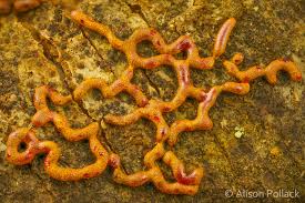 Attēlu rezultāti vaicājumam “Willkommlangea reticulata”