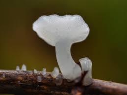 Attēlu rezultāti vaicājumam “Pseudohydnum gelatinosum”