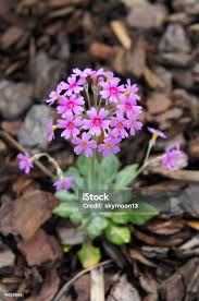 Attēlu rezultāti vaicājumam “Primula farinosa flower”