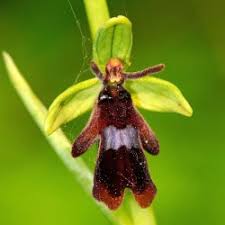 Attēlu rezultāti vaicājumam “Ophrys insectifera leaf”