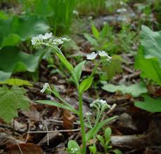 Attēlu rezultāti vaicājumam “Myosotis sylvatica leaf”