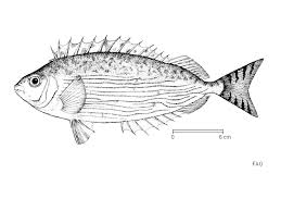 Image result for Siganus rivulatus