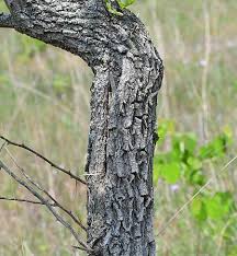 Attēlu rezultāti vaicājumam “Lycogala botrydium sessile”