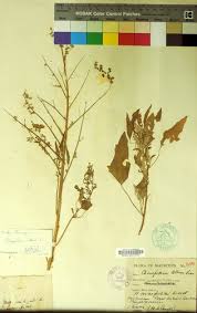 Attēlu rezultāti vaicājumam “Chenopodium acerifolium leaf”