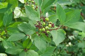 Attēlu rezultāti vaicājumam “Cornus sericea fruit”