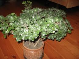 Image result for Aichryson