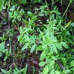 Attēlu rezultāti vaicājumam “Moehringia lateriflora leaf”