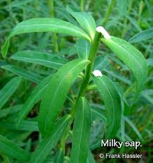 Attēlu rezultāti vaicājumam “Euphorbia virgata leaf”
