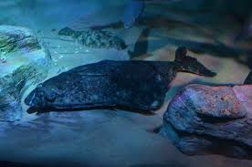 Image result for Hippoglossus hippoglossus