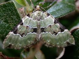 Attēlu rezultāti vaicājumam “Colostygia pectinataria”