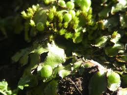 Attēlu rezultāti vaicājumam “Reboulia hemisphaerica”