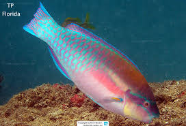 Image result for Scarus zelindae