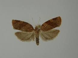 Attēlu rezultāti vaicājumam “Pandemis cinnamomeana female”