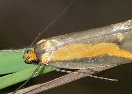 Attēlu rezultāti vaicājumam “Oecophoridae”