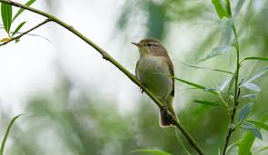 Image result for Phylloscopus ibericus