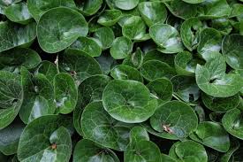 Attēlu rezultāti vaicājumam “Asarum europaeum leaf”
