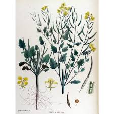 Attēlu rezultāti vaicājumam “Sinapis alba leaf”