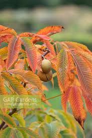 Attēlu rezultāti vaicājumam “Aesculus x neglecta”