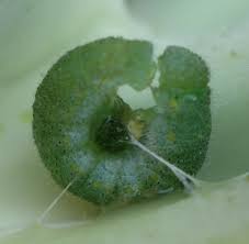 Attēlu rezultāti vaicājumam “Pieris rapae larva”