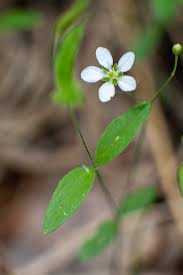 Attēlu rezultāti vaicājumam “Moehringia lateriflora flower”