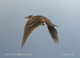 Image result for Alauda arvensis