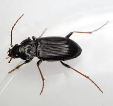 Attēlu rezultāti vaicājumam “Nebria brevicollis”