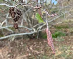 Attēlu rezultāti vaicājumam “Alnus incana female flower”